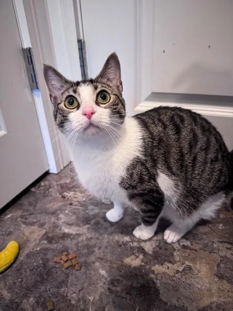 A baby medium-sized female Domestic Short Hair cat named Marsha for adoption in Pawtucket, RI