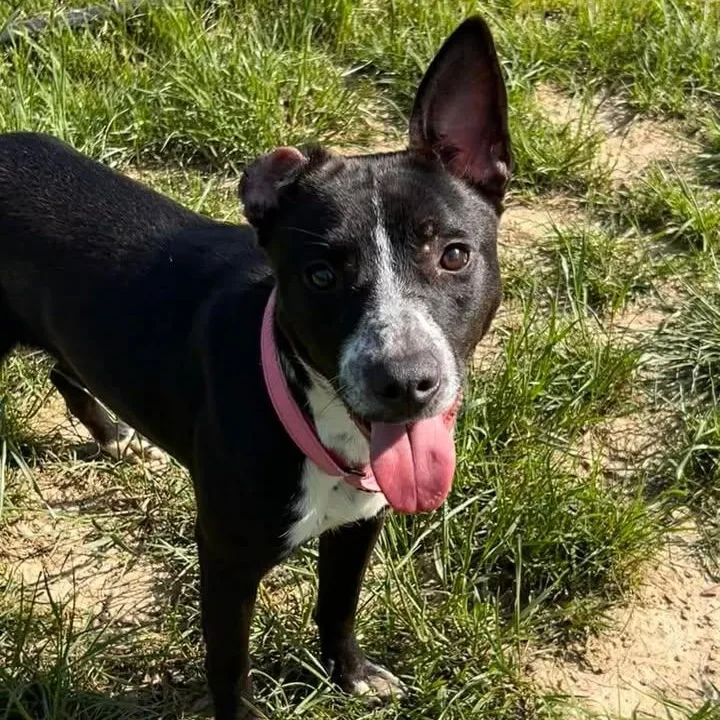 An adult medium-sized female Pit Bull Terrier dog named Nala for adoption in Shepherdsville, KY