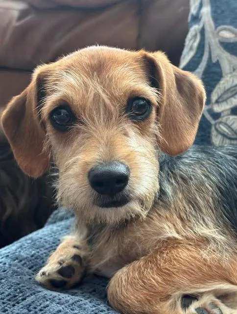 A baby small-sized female Brown / Chocolate Terrier dog named Winnie for adoption in Bella Vista, AR