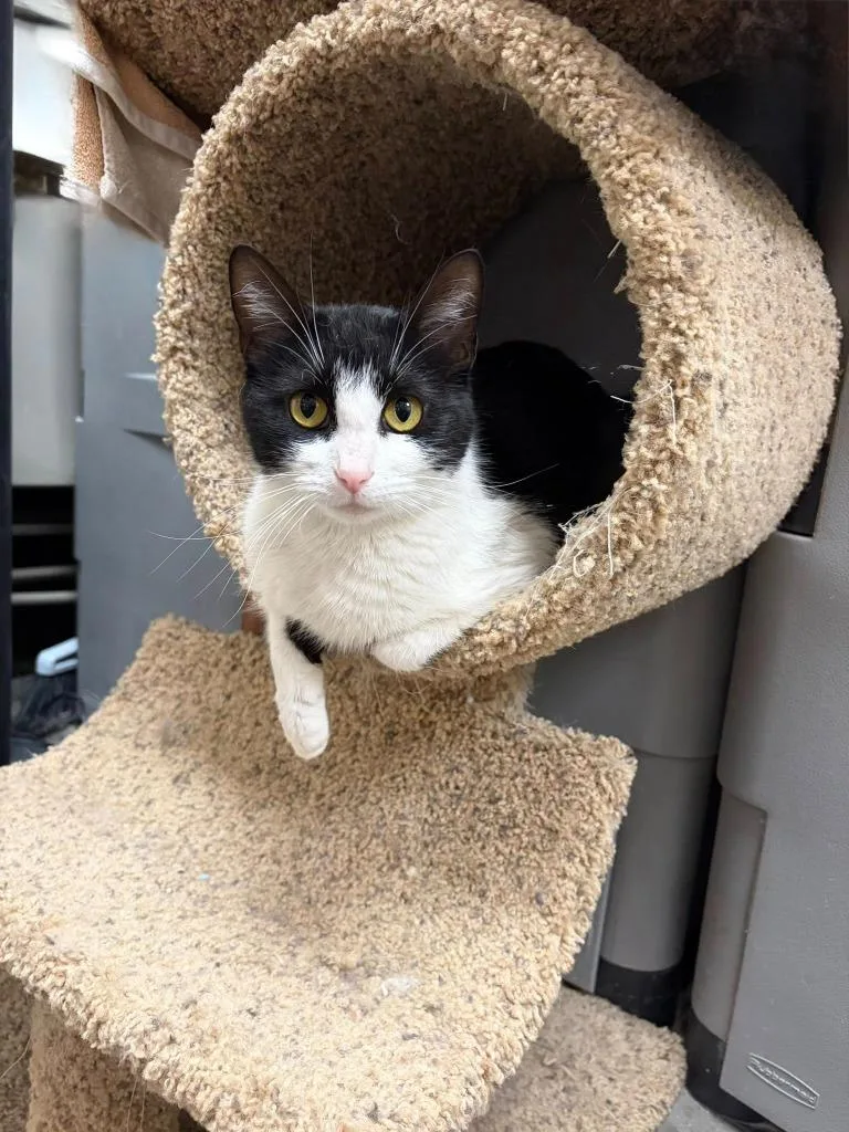 A young medium-sized female Domestic Short Hair cat named Marinara for adoption in St. Louis, MO