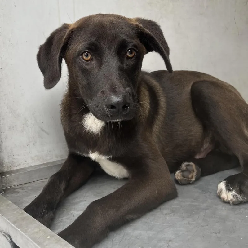 A young medium-sized male Brown / Chocolate Labrador Retriever dog named Kylo for adoption in Edinburg, TX