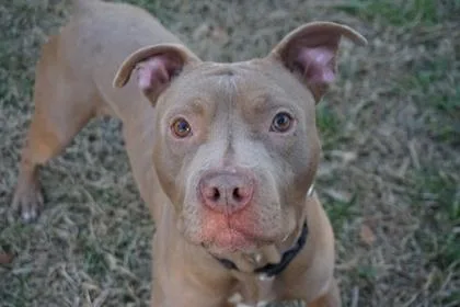 Salisbury Steak thumbnail 2