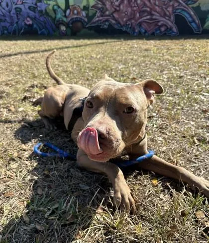 Salisbury Steak thumbnail 3