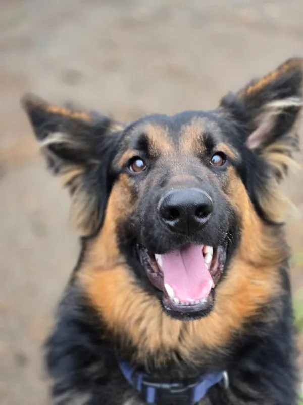 A young large-sized male German Shepherd Dog dog named Oso for adoption in Kennewick, WA