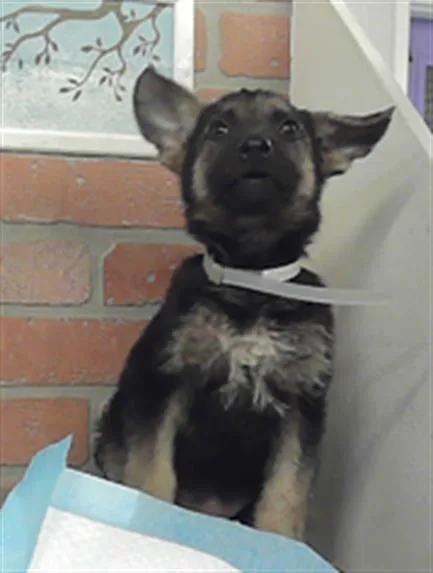 A baby small-sized female German Shepherd Dog dog named Petals for adoption in Houston, TX