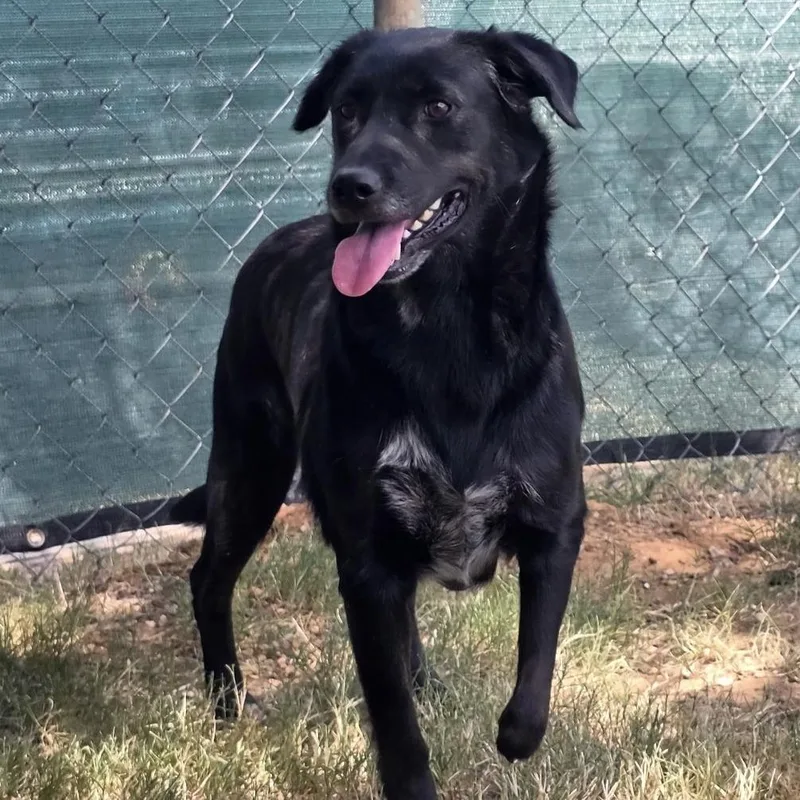 An adult large-sized female Black Mixed Breed dog named Bethany for adoption in Duncan, OK