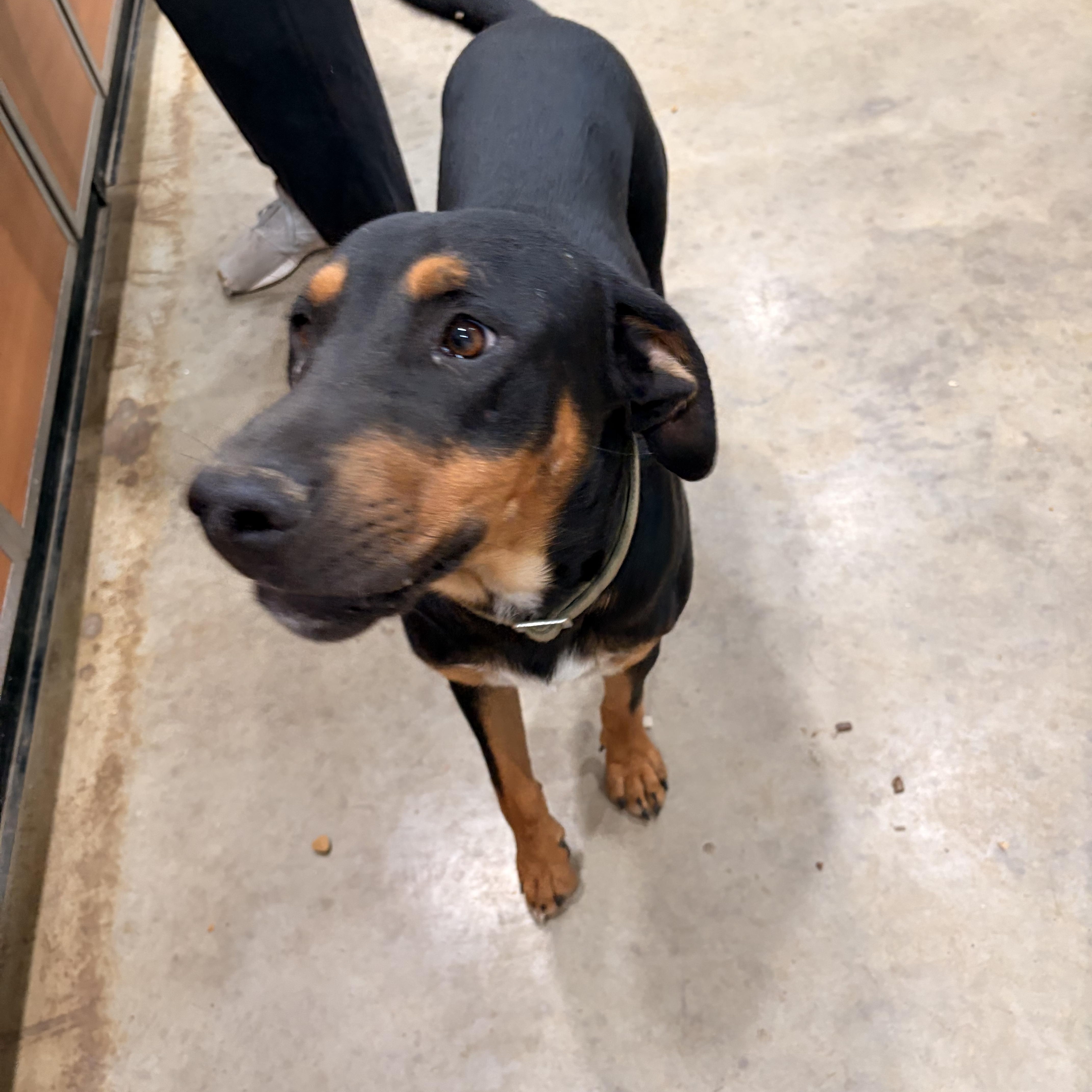 A young large-sized male Tricolor (Brown, Black, & White) Doberman Pinscher dog named Dobie for adoption in Melbourne, AR