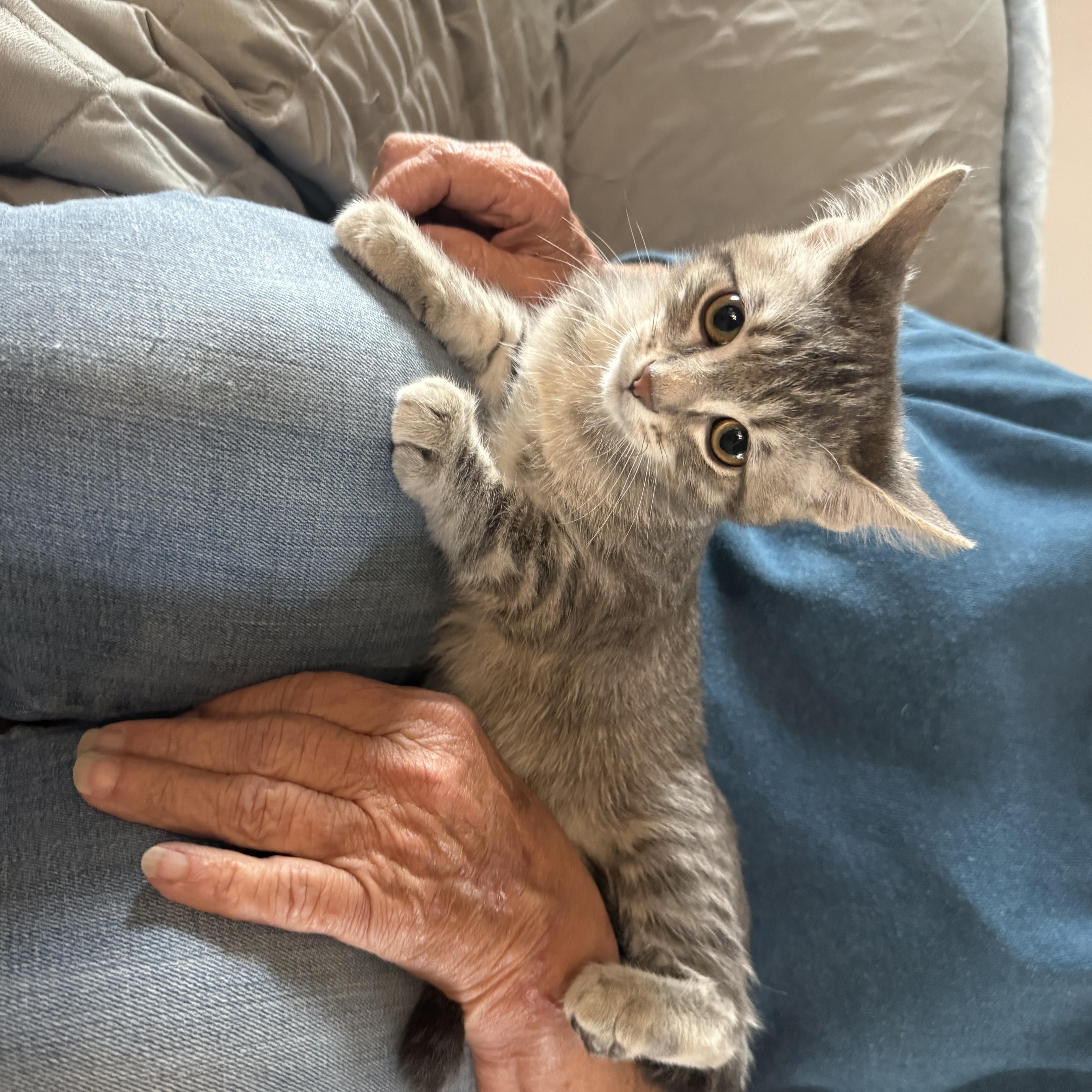 A baby medium-sized male Domestic Short Hair cat named Whish for adoption in Sioux Falls, SD
