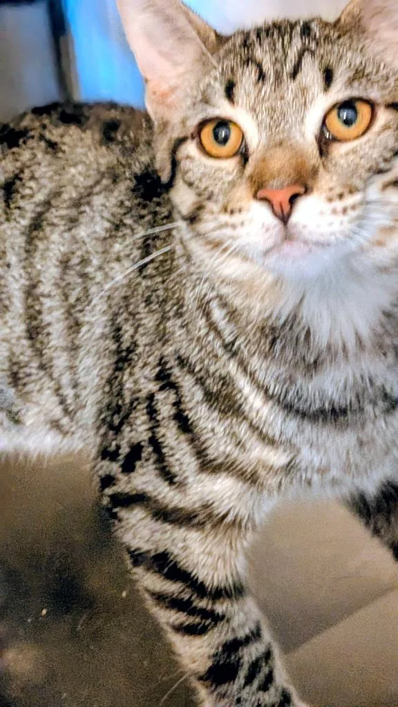 A baby small-sized male Domestic Short Hair cat named Alex for adoption in St. Augustine, FL