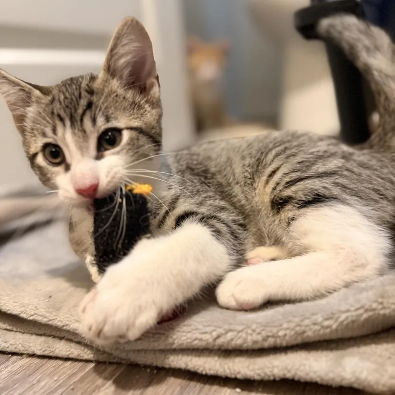 A baby small-sized male Brown / Chocolate Domestic Short Hair cat named Gene for adoption in Ventura, CA