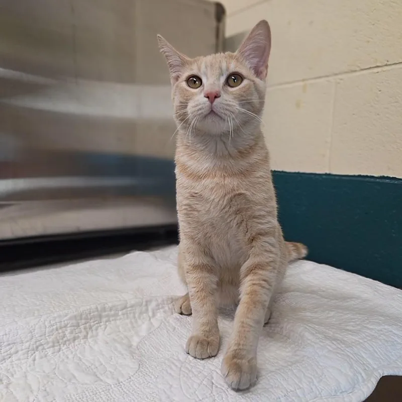 A baby medium-sized male Buff / Tan / Fawn Domestic Short Hair cat named Cassian for adoption in Newport, TN
