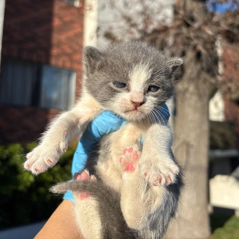 A baby small-sized male Gray / Blue / Silver Domestic Short Hair cat named Tex for adoption in Pasadena, CA