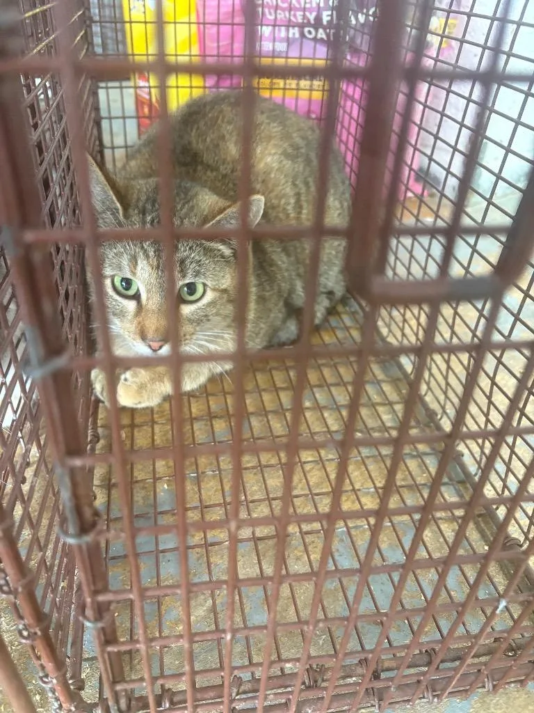 An adult small-sized female Domestic Short Hair cat named Gator for adoption in Brownwood, TX