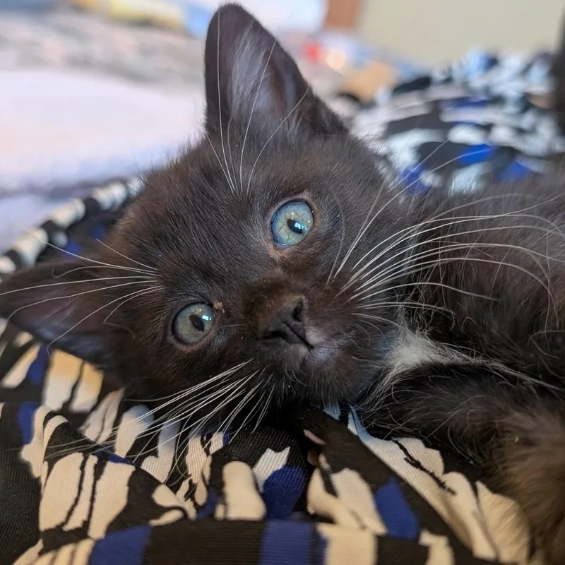 A baby small-sized male Black Domestic Short Hair cat named Dot Com Bubble Burst for adoption in Morrison, CO