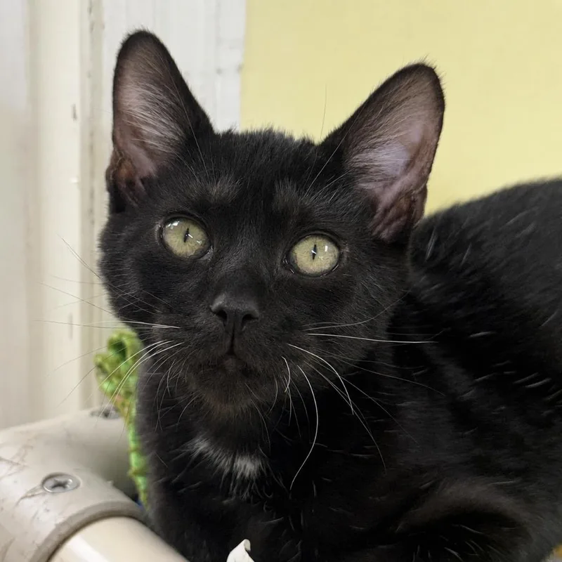 A baby medium-sized male Domestic Short Hair cat named Voodoo for adoption in Saint Petersburg, FL