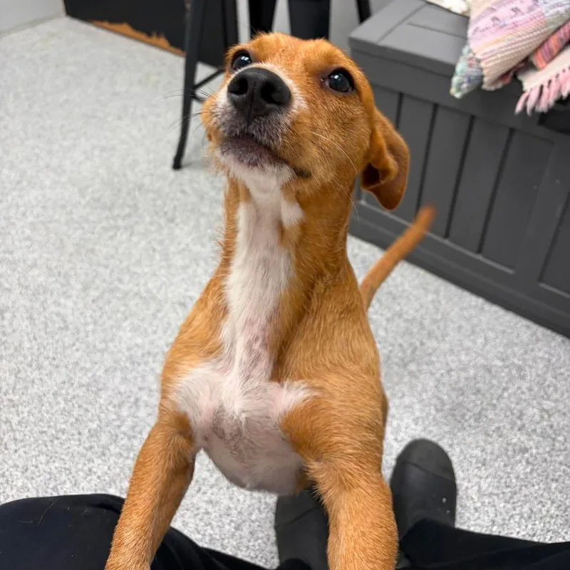 A baby small-sized female Yellow / Tan / Blond / Fawn Chihuahua dog named Poppy for adoption in Monticello, IA