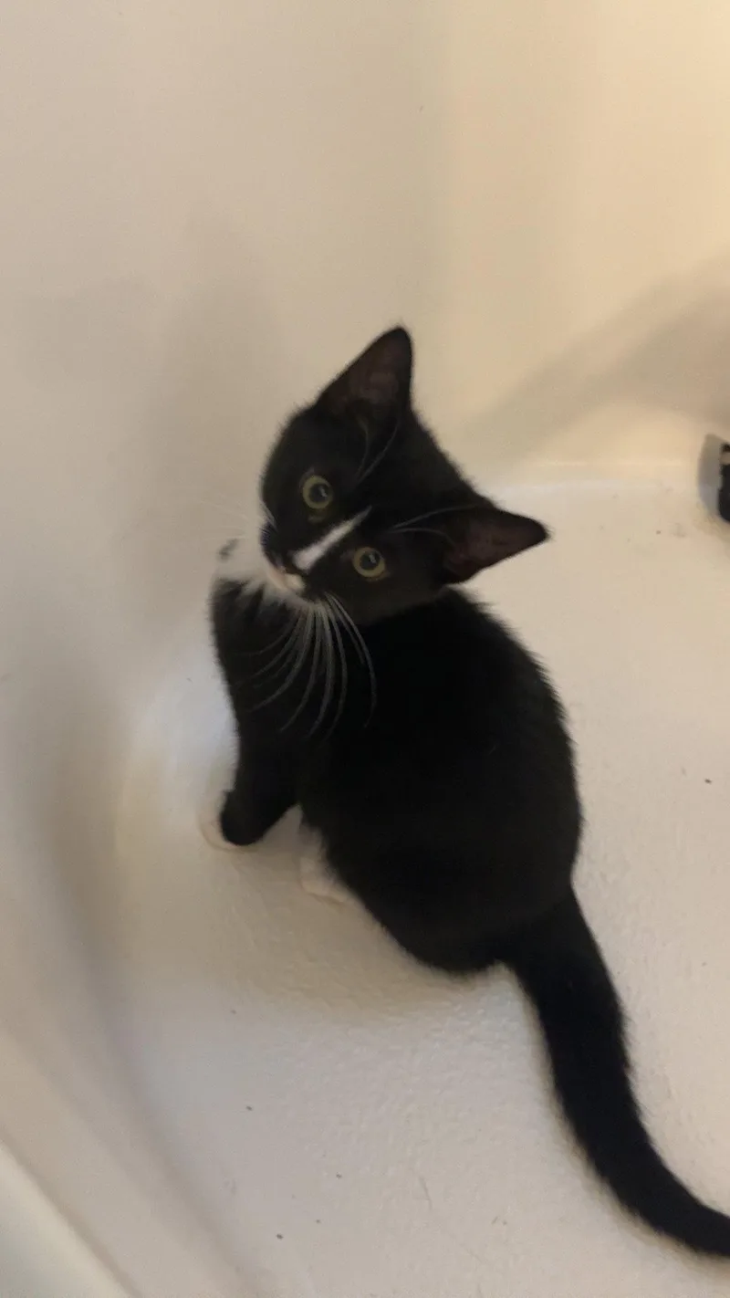 A baby medium-sized female Black & White / Tuxedo Domestic Short Hair cat named Winny for adoption in Buford, GA