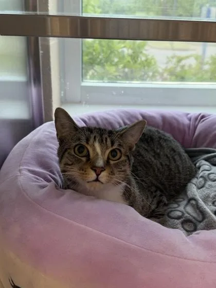 An adult medium-sized male Domestic Short Hair cat named Allen for adoption in Memphis, TN