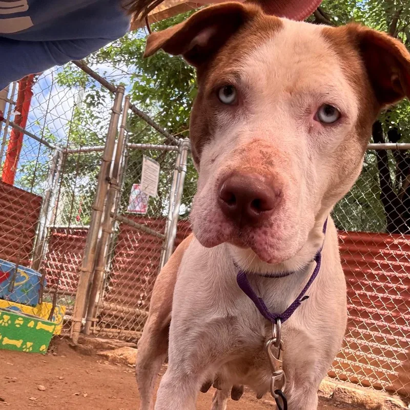 An adult medium-sized female White / Cream Pit Bull Terrier dog named Amity for adoption in Austin, TX