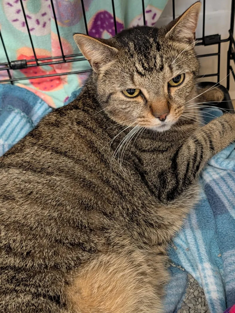 An adult large-sized male Tabby (Brown / Chocolate) Tabby cat named Carrot for adoption in Marietta, OH