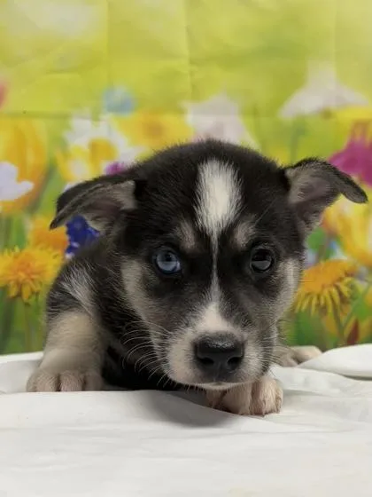 A baby medium-sized female Shepherd dog named Symphony for adoption in San Antonio, TX