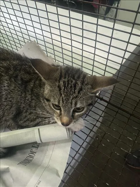 A young large-sized female Domestic Short Hair cat named Jasper for adoption in Los Angeles, CA