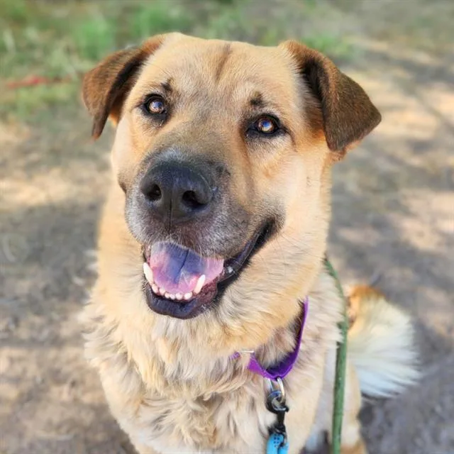 An adult large-sized male Turkish Kangal dog named Mousse for adoption in Tucson, AZ