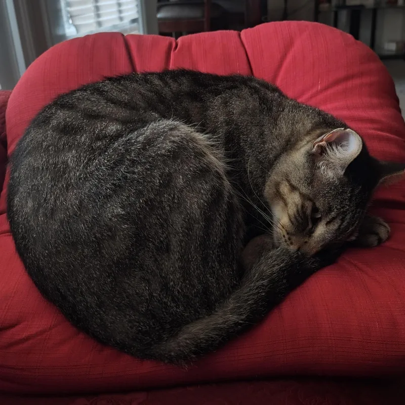 A senior large-sized male Tabby (Gray / Blue / Silver) Domestic Short Hair cat named Tiger for adoption in Liverpool, TX