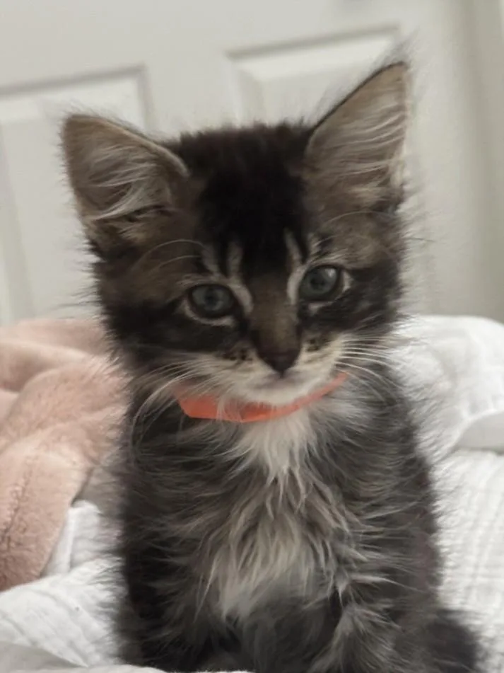 A baby small-sized male Domestic Long Hair cat named Figaro for adoption in Burbank, CA