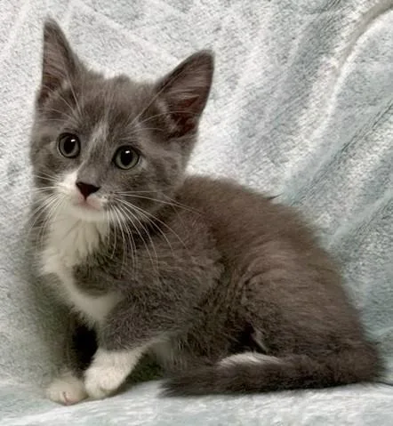 A young medium-sized male Gray & White Domestic Short Hair cat named Skippy for adoption in Miller Beach, IN