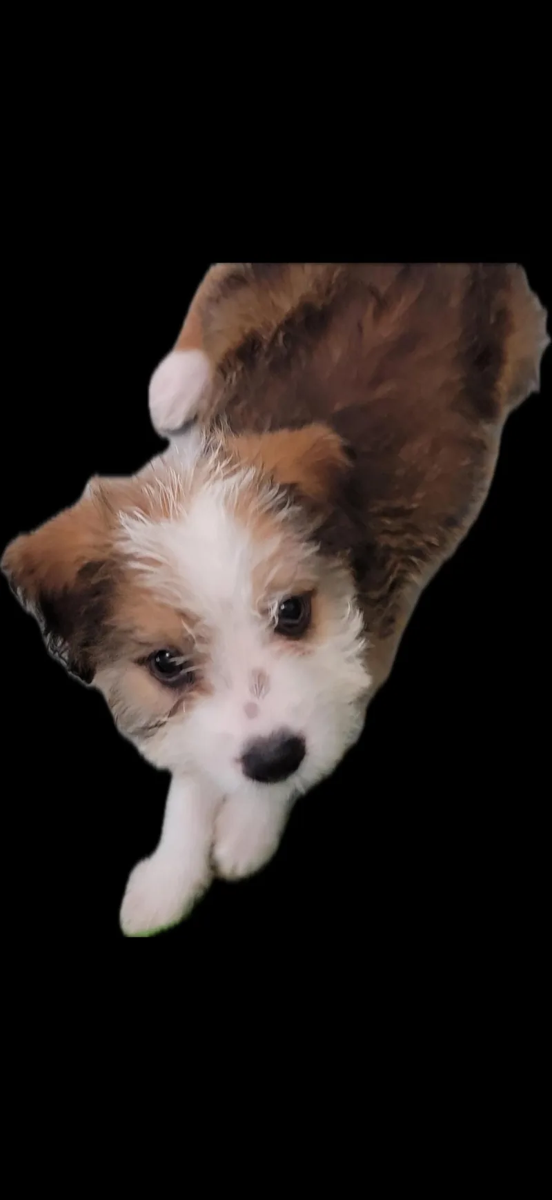 A baby medium-sized male Red / Chestnut / Orange Mixed Breed dog named Aggie for adoption in Nanuet, NY