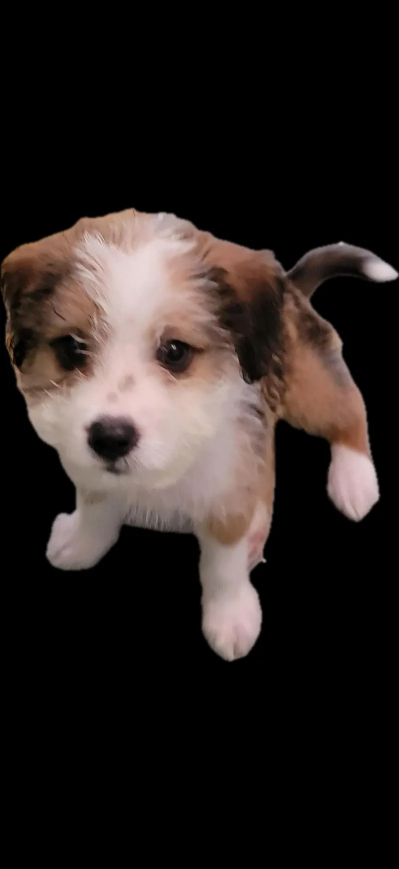 Aggie thumbnail 2
