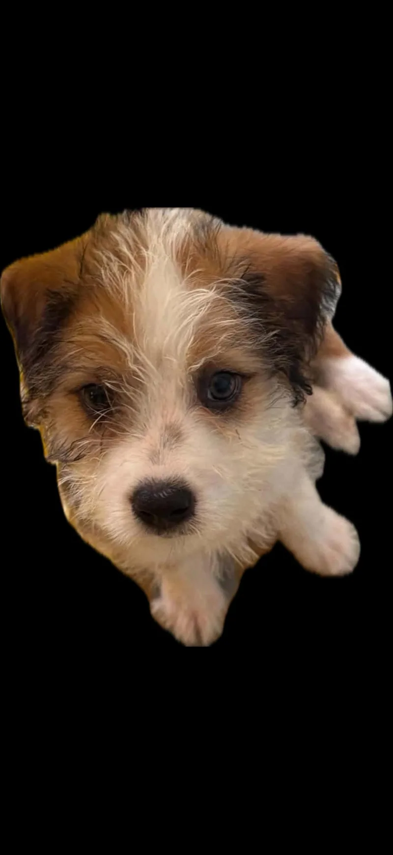 Aggie thumbnail 3