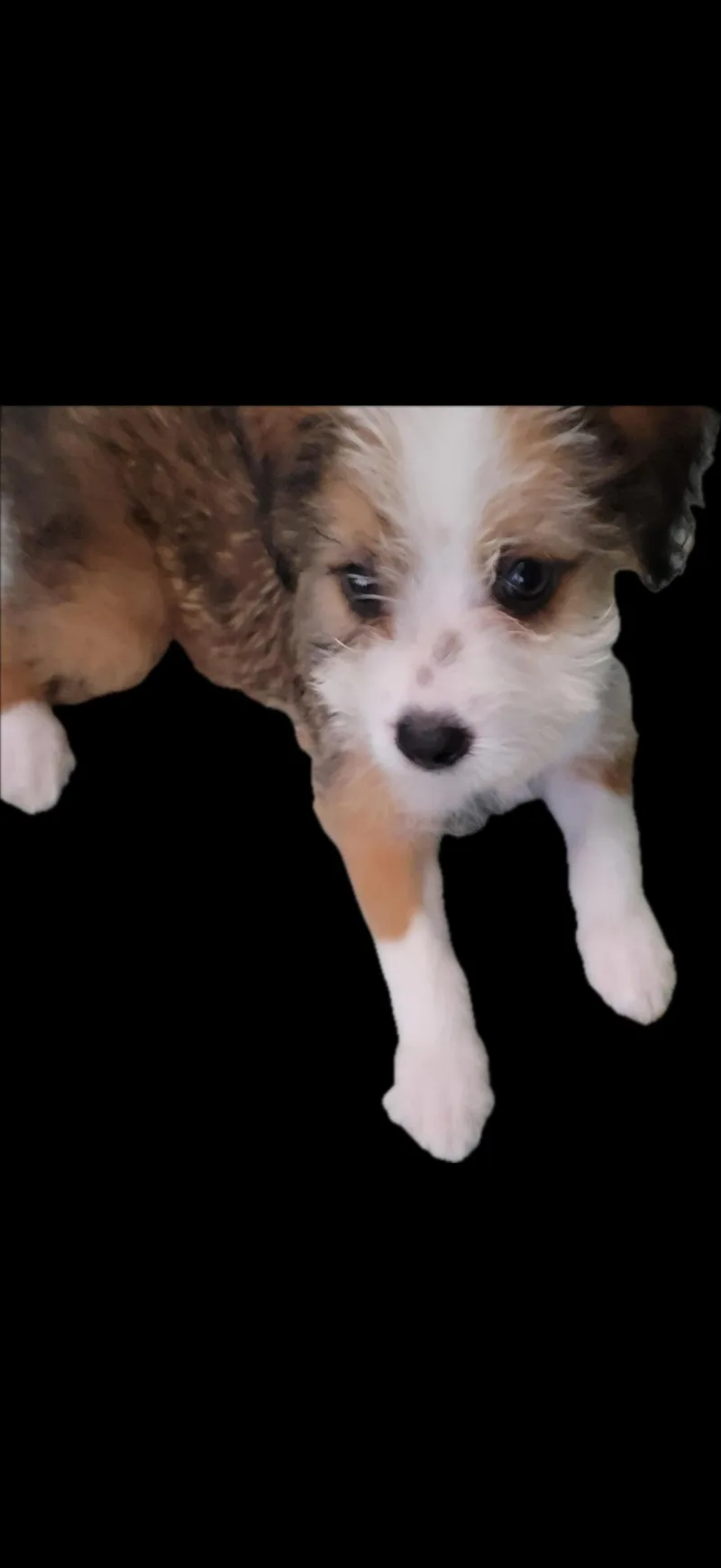Aggie thumbnail 4