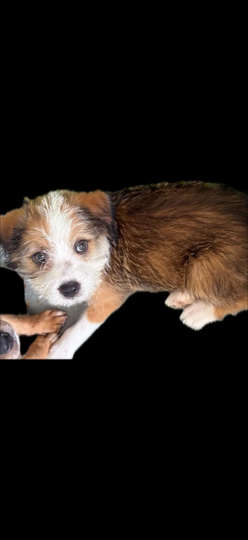 Aggie thumbnail 5