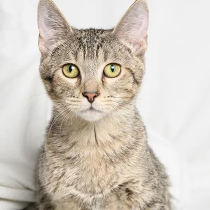 A young medium-sized female Gray / Blue / Silver Domestic Short Hair cat named Aria for adoption in Tinley Park, IL