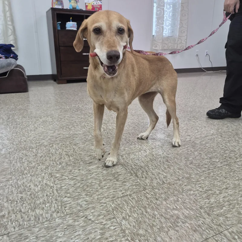 A senior small-sized female Apricot / Beige Yellow Labrador Retriever dog named Zuri for adoption in Cibolo, TX