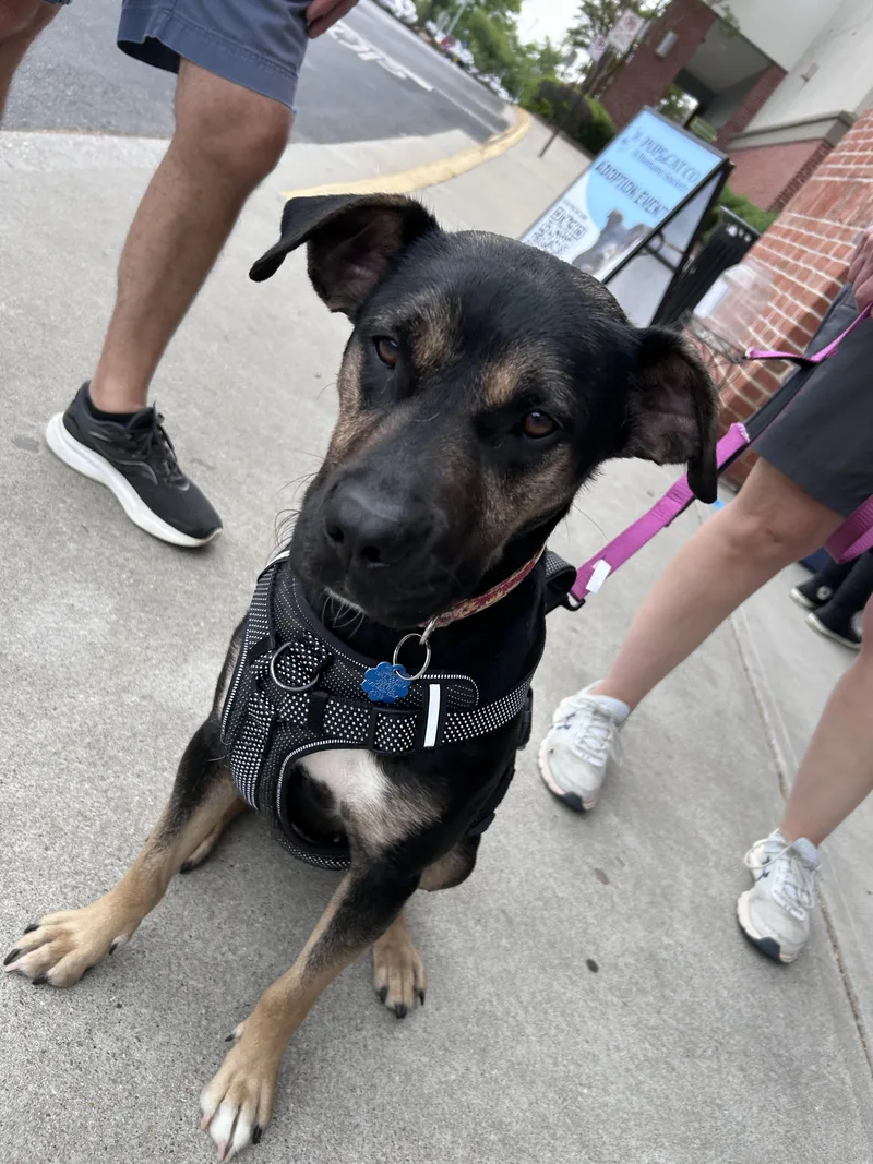 An adult large-sized female Australian Cattle Dog / Blue Heeler dog named Havanna for adoption in Winder, GA