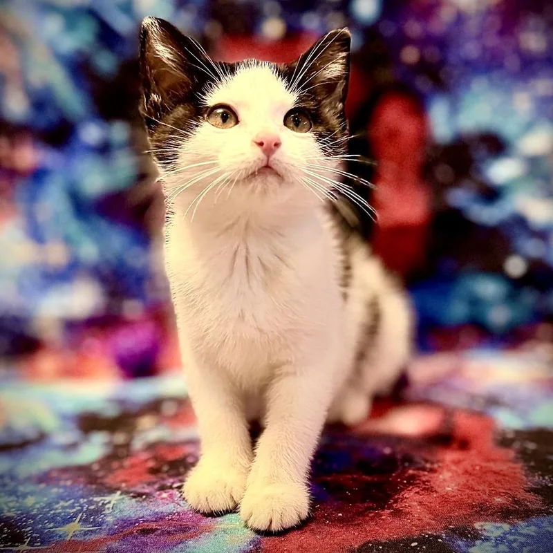 A baby small-sized female Black Domestic Short Hair cat named Nebula for adoption in Centerville, TN