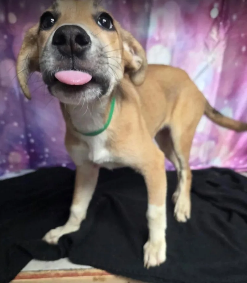 A baby large-sized female Cattle Dog dog named Mystique for adoption in Sedalia, CO