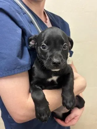 A baby small-sized female American Staffordshire Terrier dog named a Blossom for adoption in North Charleston, SC
