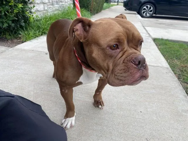 An adult medium-sized female Pit Bull Terrier dog named Mrs Pibb for adoption in Garland, TX