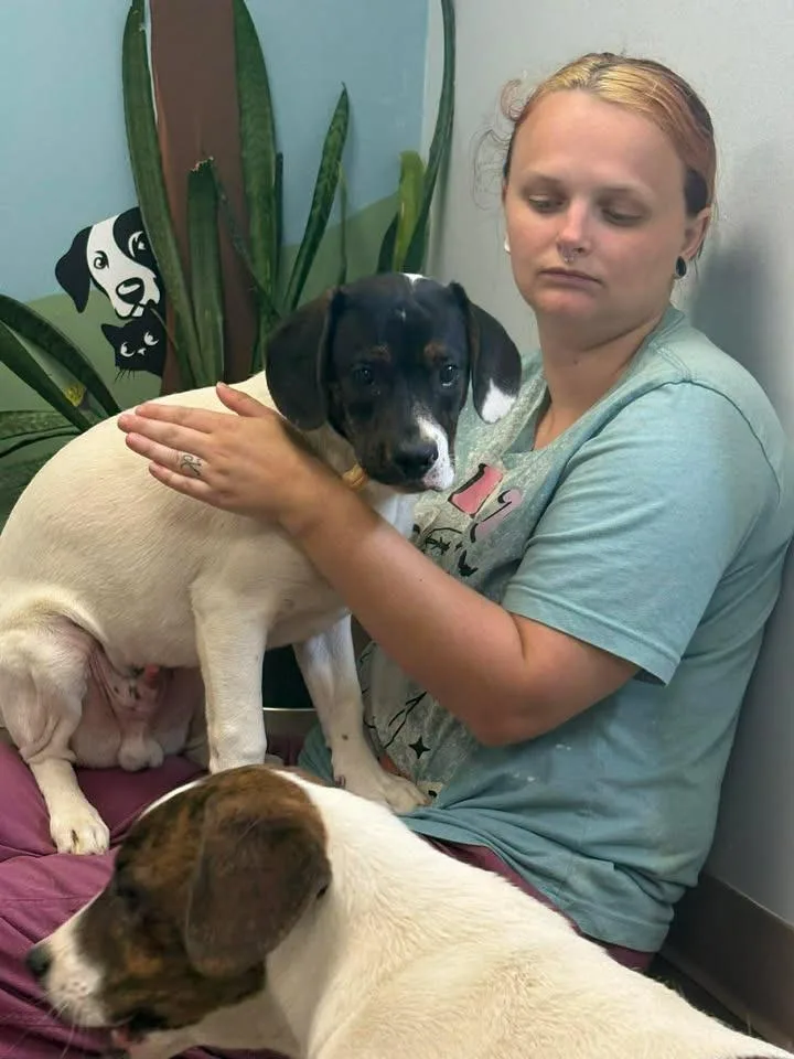 A baby medium-sized male Hound dog named Waylon for adoption in Lavonia, GA