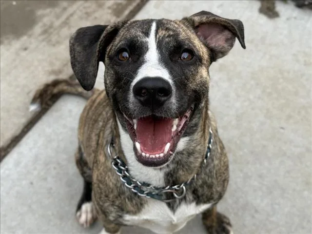 A young medium-sized male Pit Bull Terrier dog named Tiger for adoption in Tulsa, OK