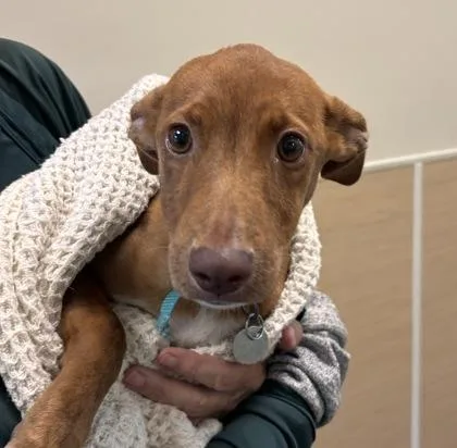 A baby small-sized female Terrier dog named Reese`s for adoption in Honolulu, HI