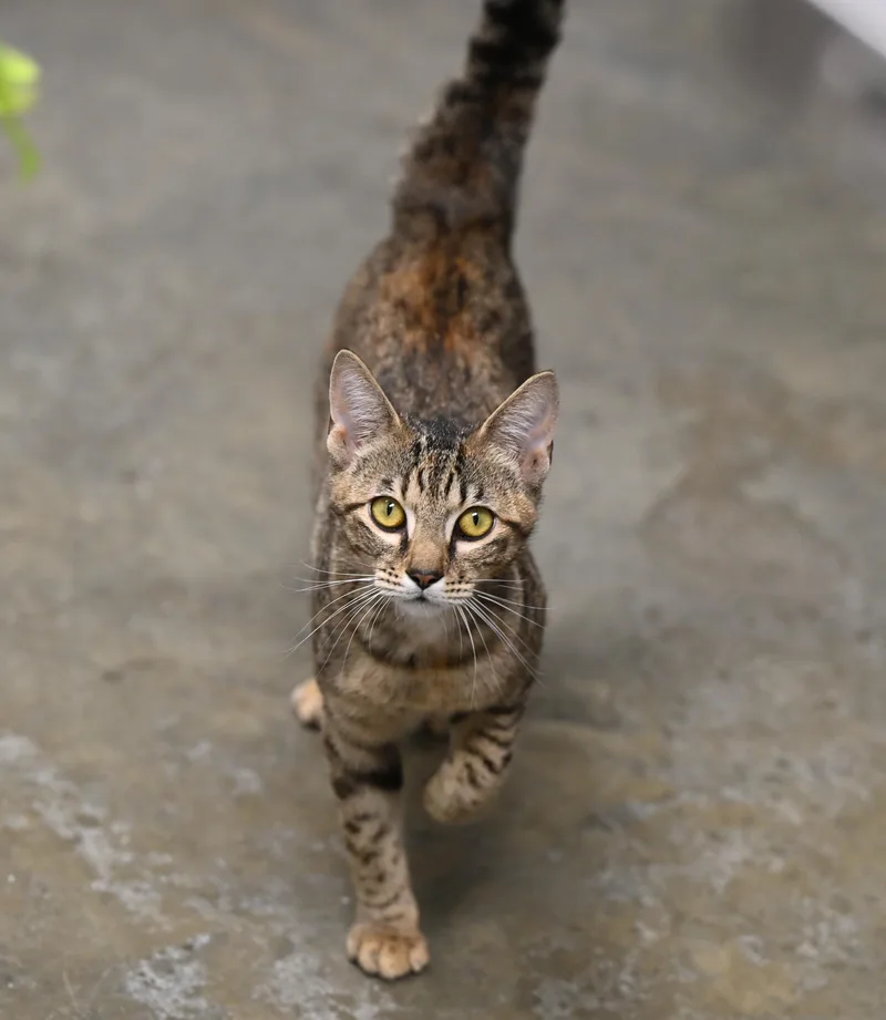 A young medium-sized female Tabby (Buff / Tan / Fawn) Domestic Short Hair cat named Felisha for adoption in Hot Springs, AR
