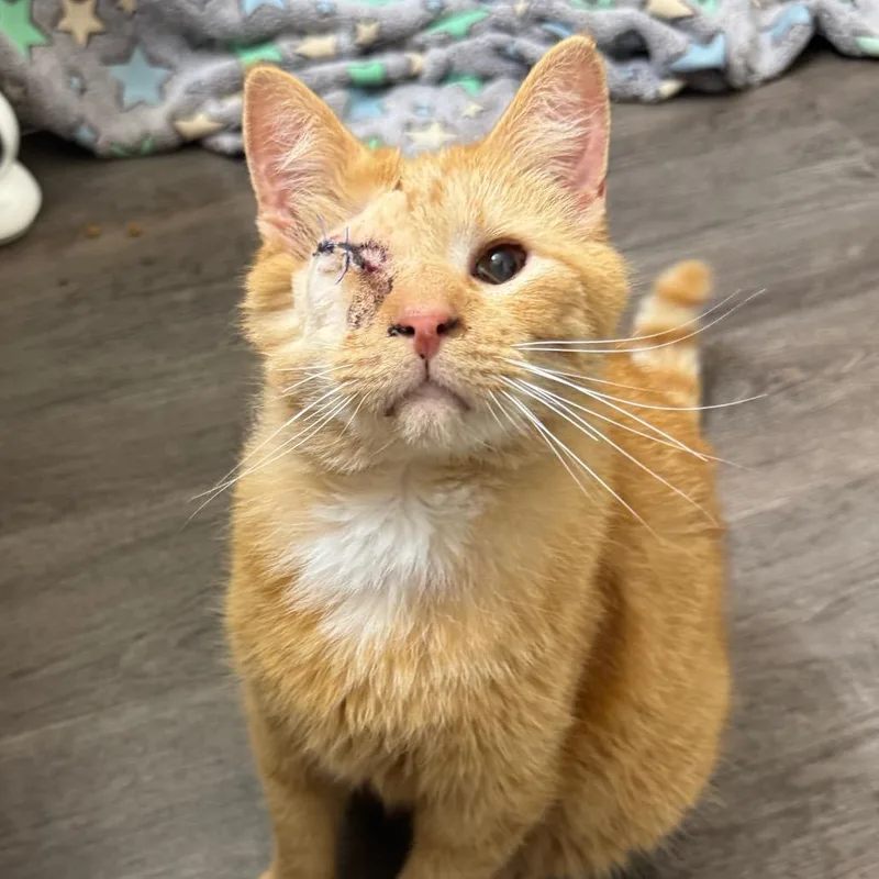 An adult large-sized male Orange / Red Domestic Short Hair cat named Fuego for adoption in West Olive, MI