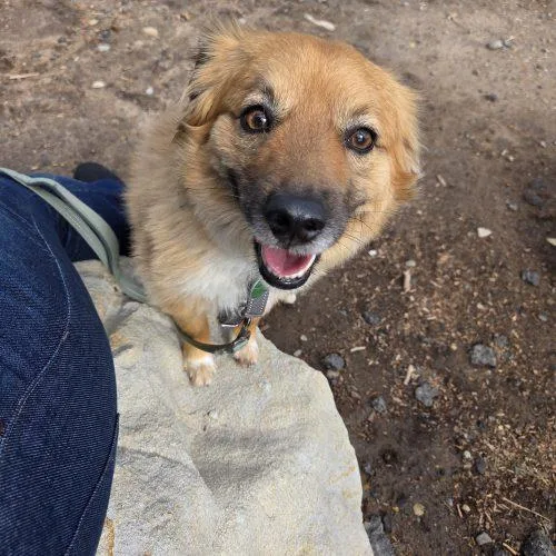 An adult small-sized male Red / Chestnut / Orange Pomeranian dog named Rusty for adoption in Grand Junction, CO