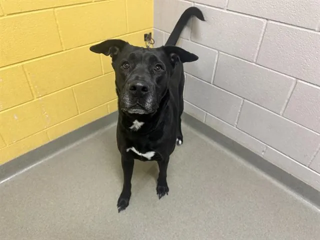 An adult medium-sized female Labrador Retriever dog named Scar for adoption in Colorado Springs, CO