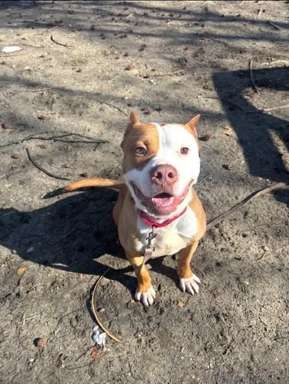 An adult large-sized male Mixed Breed dog named Radio for adoption in West Chester, PA